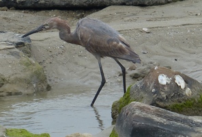 Reddish Egret